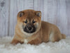 AKC Registered Shiba Inu For Sale Millersburg, OH Male- Alvin