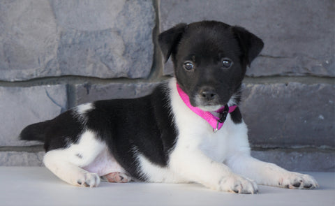 Jack Russel Mix For Sale Millersburg, OH Female- Chloe