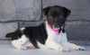 Jack Russel Mix For Sale Millersburg, OH Female- Chloe
