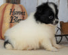 ACA Registered Pomeranian For Sale Millersburg, OH Male- Alex