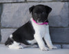 Jack Russel Mix For Sale Millersburg, OH Female- Chloe