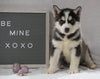Siberian Husky For Sale Holmesville, OH Male - Finn