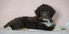 Aussiedoodle For Sale Baltic, OH Male- Brody