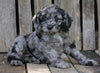 Cockapoo For Sale Wooster, OH Female- Princess
