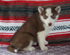 Siberian Husky For Sale Fredericksburg, OH Female- Kayla