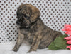 Poodle Mix Puppy For Sale Fredericksburg, OH Female- Zoey