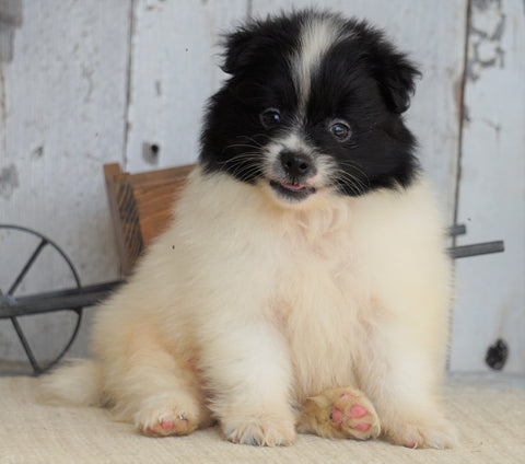ACA Registered Pomeranian For Sale Millersburg, OH Male- Alex