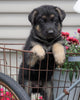 AKC Registered German Shepherd For Sale Fredericksburg, OH Male- Diesel