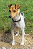 Jack Russel Mix For Sale Millersburg, OH Male- Russel