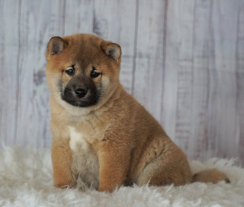 AKC Registered Shiba Inu For Sale Millersburg, OH Male- Alvin