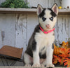 AKC Registered Siberian Husky For Sale Millersburg, OH Female- Ginger