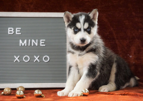 Siberian Husky For Sale Holmesville, OH Female - Macey