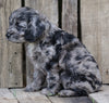 Cockapoo For Sale Wooster, OH Female- Princess