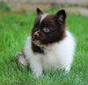 ACA Registered Pomeranian For Sale Millersburg, OH Female- Lily