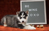 Siberian Husky For Sale Holmesville, OH Female - Macey
