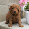 Mini Irishdoodle For Sale Fredericksburg, OH Male- Aidan