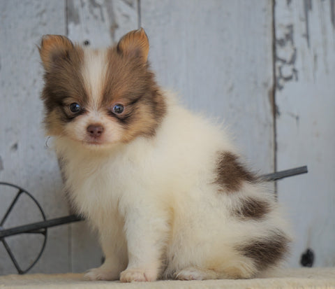 ACA Registered Pomeranian For Sale Millersburg, OH Female- Creamy