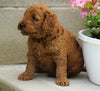 Mini Irishdoodle For Sale Fredericksburg, OH Male- Aidan