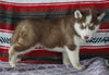 Siberian Husky For Sale Fredericksburg, OH Male- Kendrick