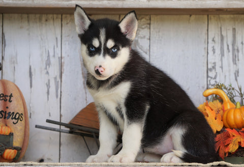 AKC Registered Siberian Husky For Sale Millersburg, OH Female- Roxie