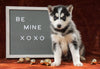 Siberian Husky For Sale Holmesville, OH Female - Macey