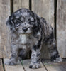 Cockapoo For Sale Wooster, OH Female- Princess