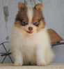 ACA Registered Pomeranian For Sale Millersburg, OH Female- Creamy