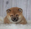 AKC Registered Shiba Inu For Sale Millersburg, OH Male- Rudy