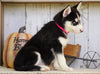 AKC Registered Siberian Husky For Sale Millersburg, OH Female- Roxie