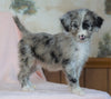 Aussiedoodle For Sale Baltic, OH Female- Tiffany