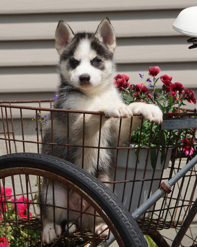 Pomsky For Sale Fredericksburg, OH Male- Dexter