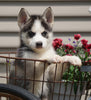 Pomsky For Sale Fredericksburg, OH Male- Dexter