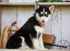AKC Registered Siberian Husky For Sale Millersburg, OH Female- Roxie