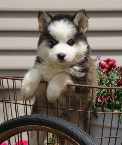Pomsky For Sale Fredericksburg, OH Male- Ringo