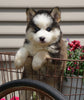 Pomsky For Sale Fredericksburg, OH Male- Ringo
