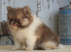 ACA Registered Pomeranian For Sale Millersburg, OH Male- Rover