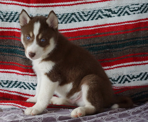 Siberian Husky For Sale Fredericksburg, OH Male- Kendal