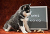 Siberian Husky For Sale Holmesville, OH Female - Carly
