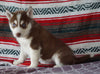 Siberian Husky For Sale Fredericksburg, OH Male- Kevin