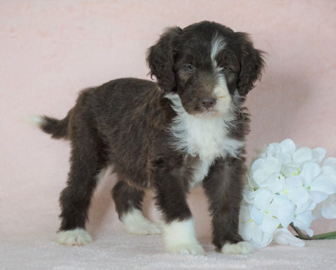 Aussiedoodle For Sale Baltic, OH Male- Jupiter