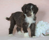 Aussiedoodle For Sale Baltic, OH Male- Jupiter