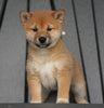 AKC Registered Shiba Inu For Sale Millersburg, OH Female- Janice