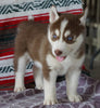 Siberian Husky For Sale Fredericksburg, OH Male- Kevin