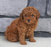 ACA Registered Miniature Poodle For Sale Millersburg, OH Male- Jimmy