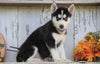 AKC Registered Siberian Husky For Sale Millersburg, OH Male- Jordon