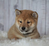 AKC Registered Shiba Inu For Sale Millersburg, OH Female- Roxie