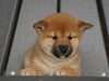 AKC Registered Shiba Inu For Sale Millersburg, OH Female- Jolene