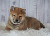 AKC Registered Shiba Inu For Sale Millersburg, OH Female- Roxie