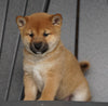 AKC Registered Shiba Inu For Sale Millersburg, OH Female- Jolene