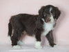 Aussiedoodle For Sale Baltic, OH Male- Jupiter